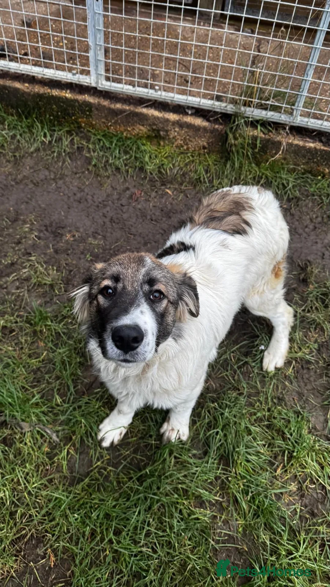 Mixed Breed dogs for adoption: Meet Hannah and Honey !!!  - Advert 3