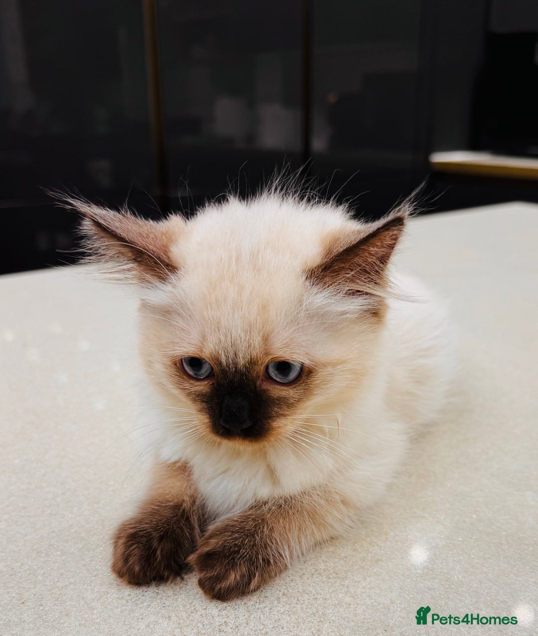 Ragdoll cats for sale: Urgent - 1 Purebred Ragdoll Kitten left in London - Image 11