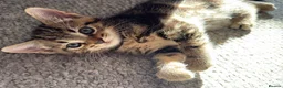 Mixed Breed cats for sale: 3 beautiful playful kittens  - Advert 8