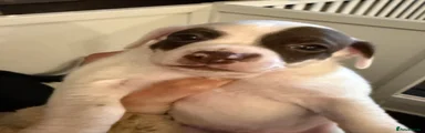 Patch 
