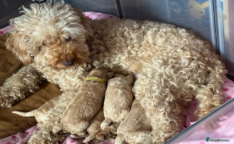 Goldendoodle dogs - Advert 2