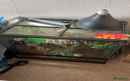 Gecko reptiles for sale: Gorgeous Female Crested Gecko - Image 4