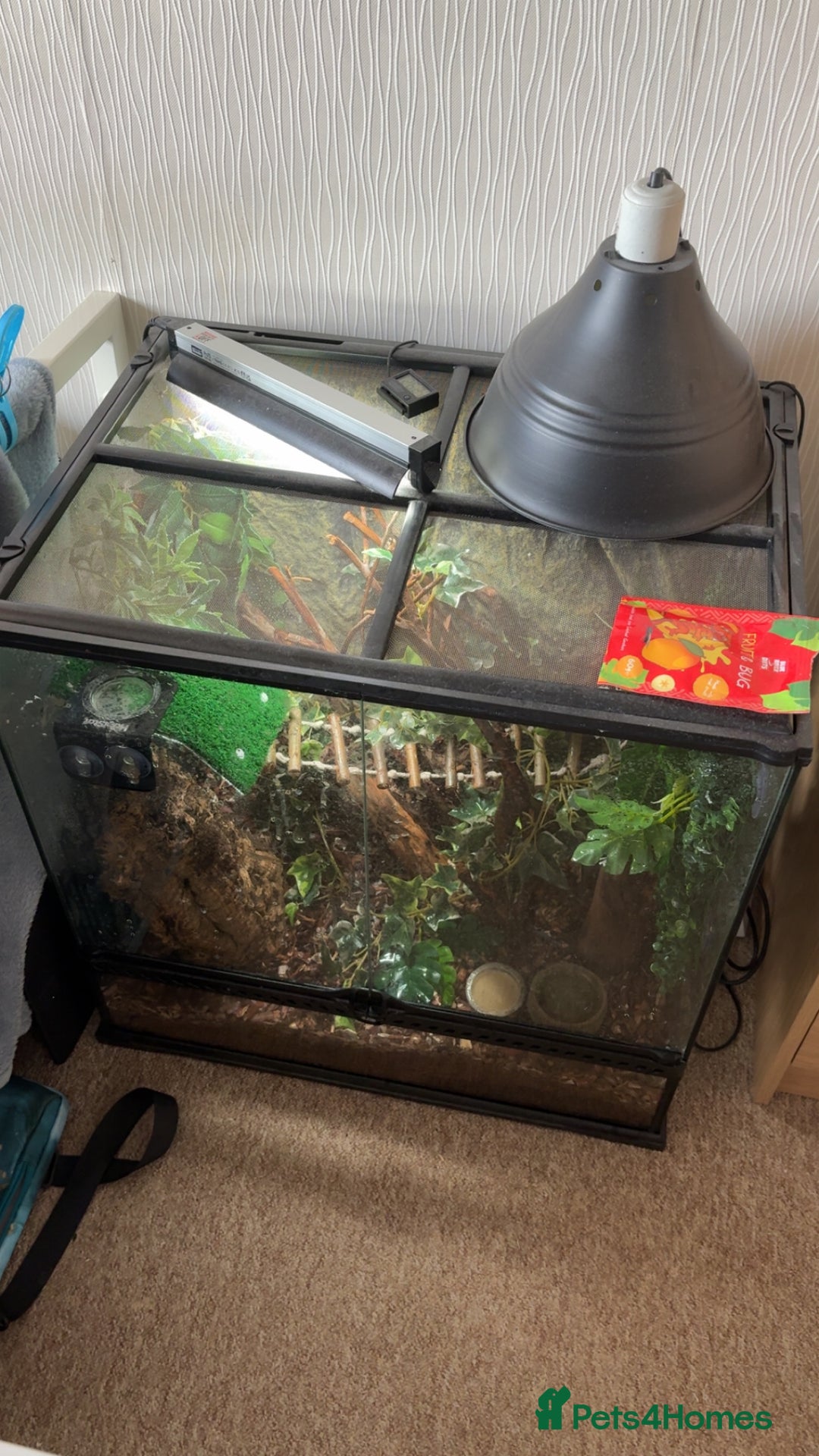 Gecko reptiles for sale: Gorgeous Female Crested Gecko - Image 4