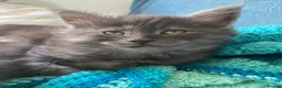 Maine Coon cats for sale: TICA - Only 1 stunning Maine coon girl left - Advert 36