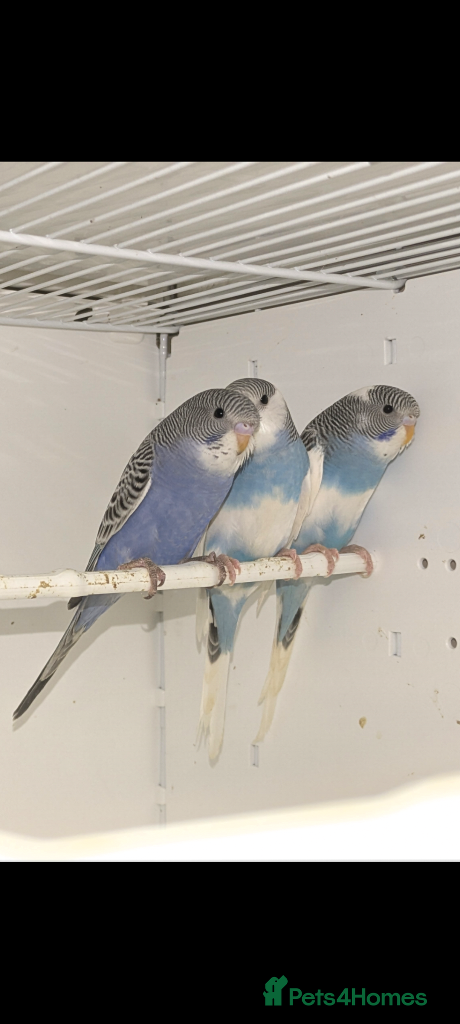 Budgerigars birds Baby Budgies - Advert 2
