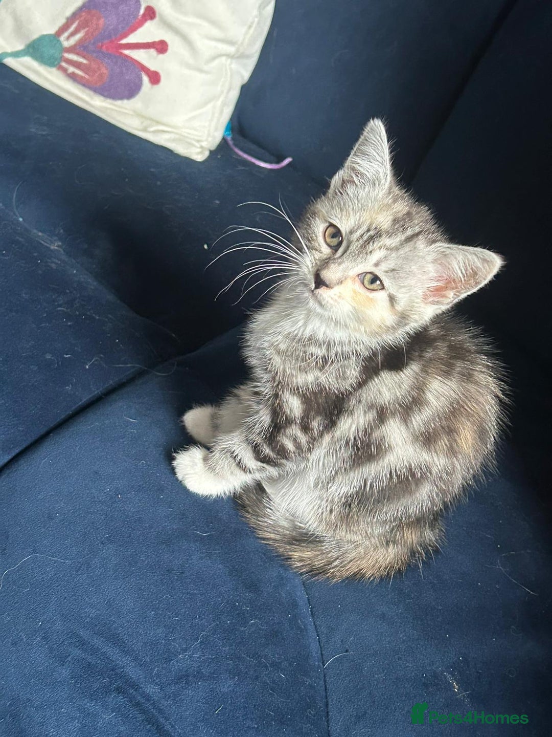 Mixed Breed cats for sale: Persian cross kitten - Image 5