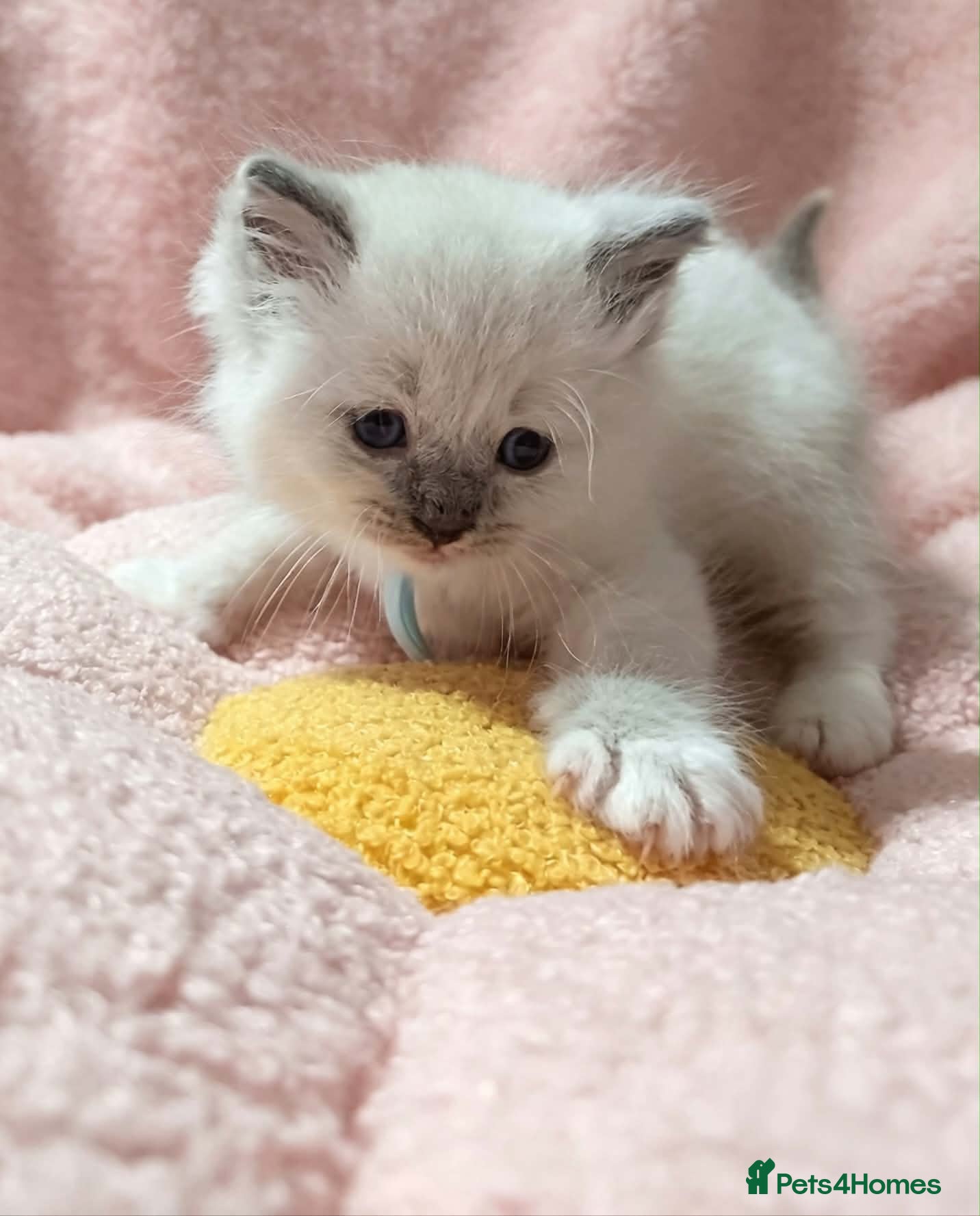 Ragdoll cats 5Gen Ped Ragdoll Kittens&Ready2Reserve - Advert 1