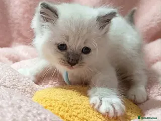 Ragdoll cats 5Gen Ped Ragdoll Kittens&Ready2Reserve - Advert 1