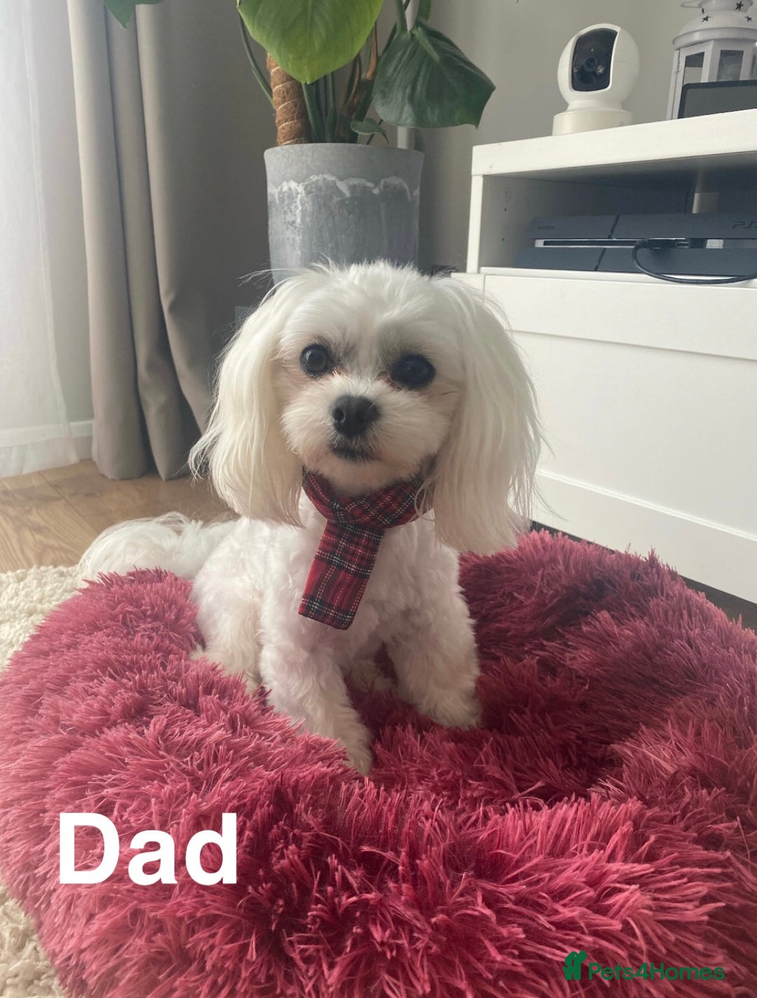 Malshi dogs for sale: Only 4 fantastic Malshi’s left - Image 14