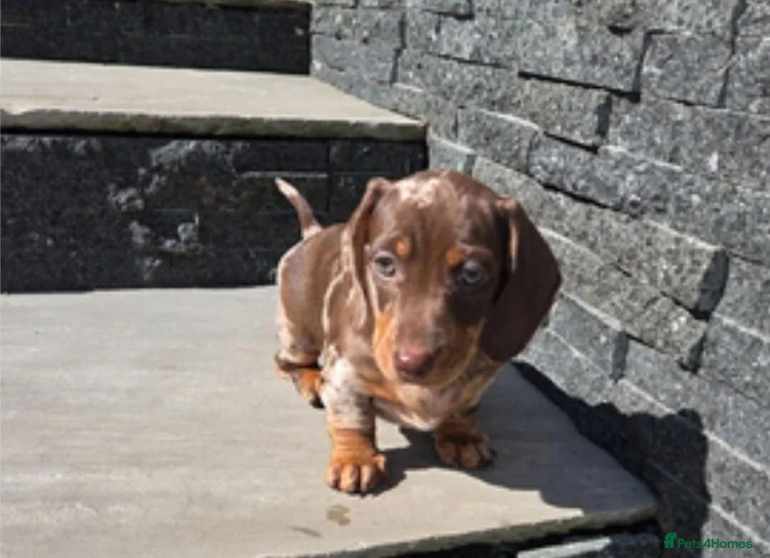 Miniature Dachshund dogs for sale: Lovely Miniature Dachshund Puppies  in Irvine - Advert 2