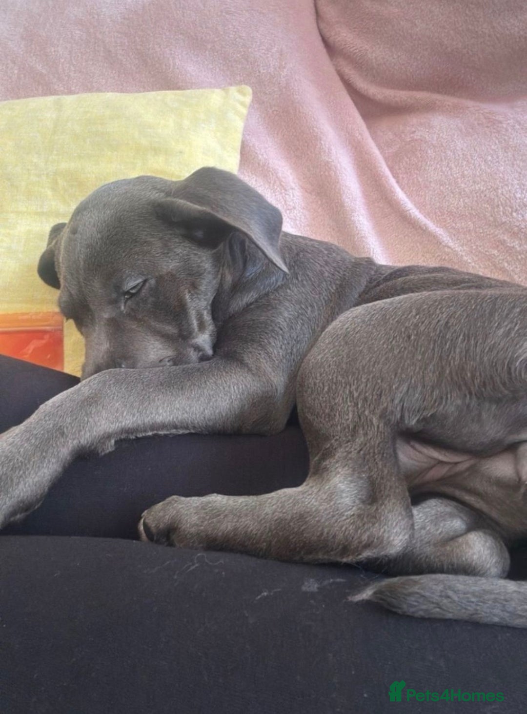 Cane Corso dogs for adoption: 9 month old female cane corso - Advert 10