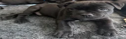 Staffordshire Bull Terrier dogs for sale: Repeat mating of an amazing litter  - Advert 4