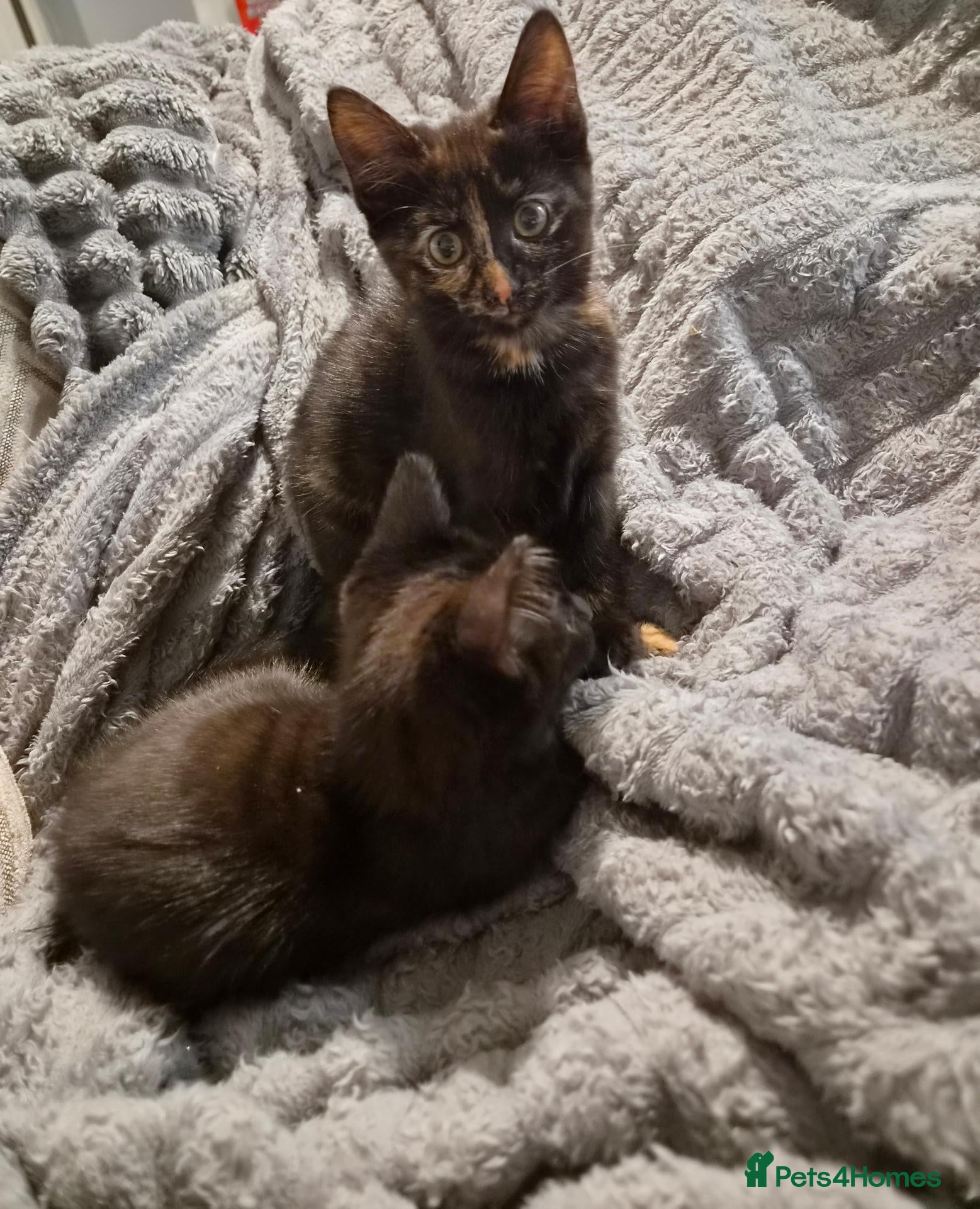 Mixed Breed cats 🐾 Two Beautiful Mixed-Bengal Girls - £250 PAIR 🐾 - Advert 2
