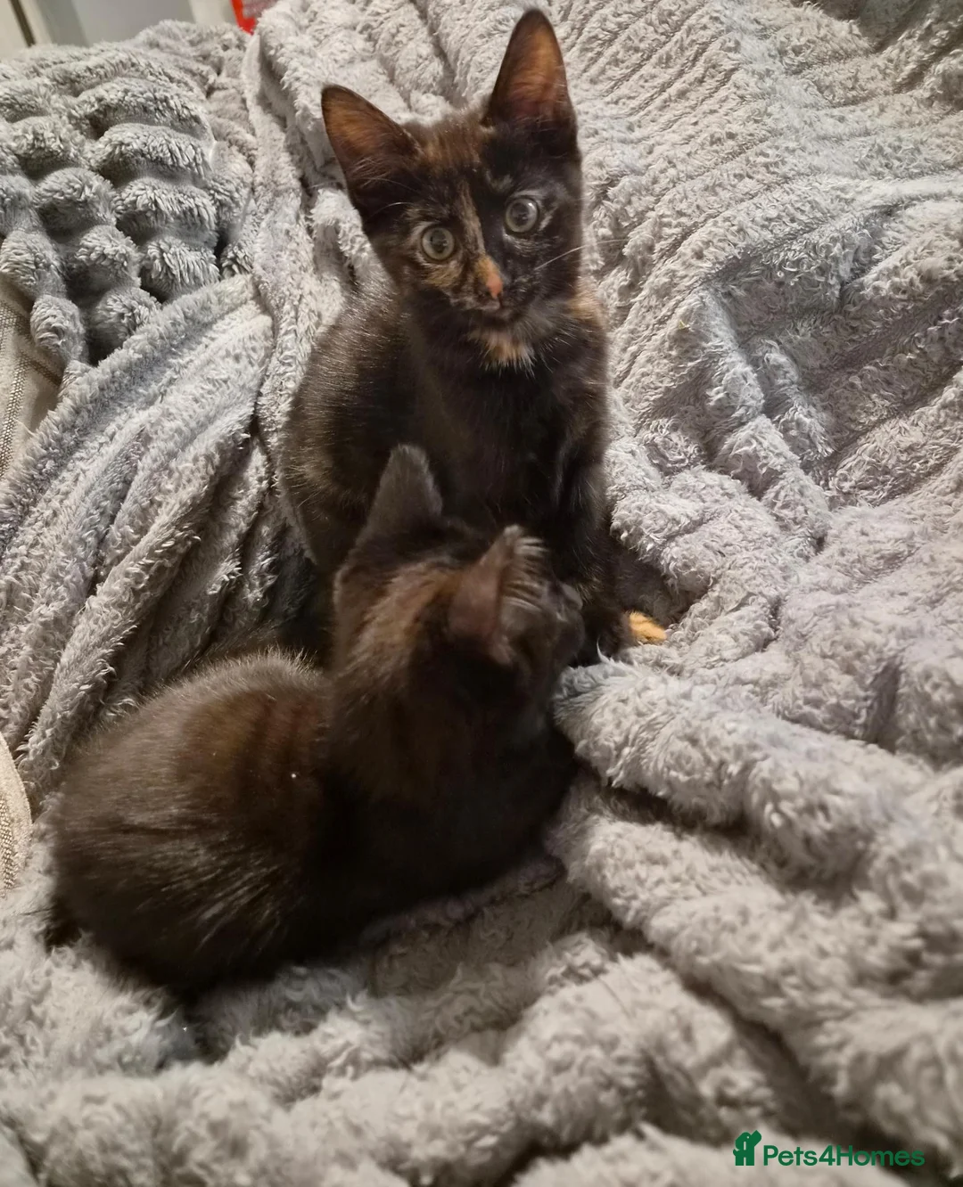 Mixed Breed cats for sale: 🐾 Two Beautiful Mixed-Bengal Girls - £250 PAIR 🐾 - Advert 1