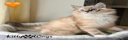 Ragdoll cats for sale: 🐾🩵*TICA REG* LYNX TABBY EU RAGDOLL KITTENS🩵🐾 - Advert 4
