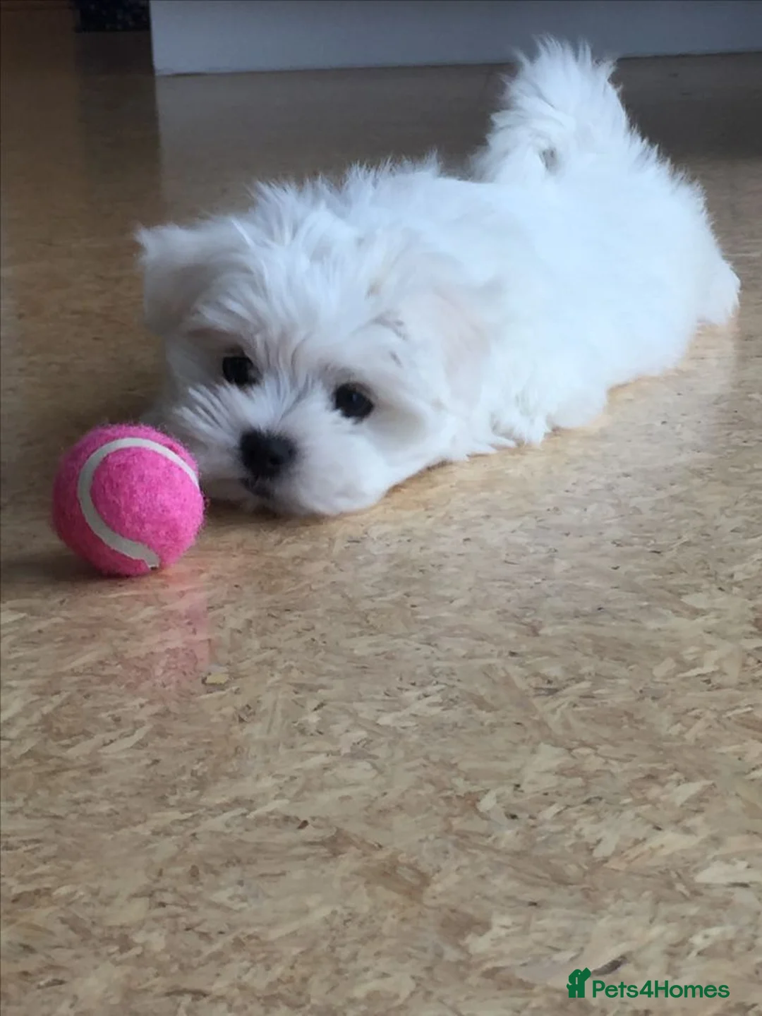 Maltese dogs for sale: Five beautiful Maltese puppies  in London - Advert 2