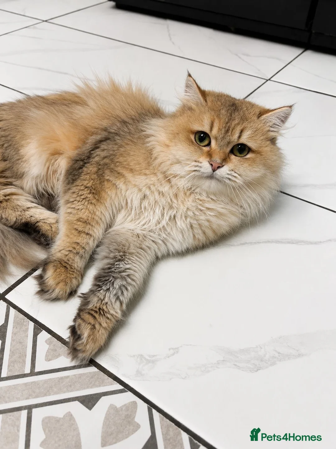 Persian cats for sale:     Beautiful Persian Female Cat in Manchester - Advert 2