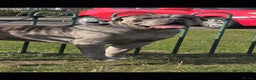 Cane Corso dogs for stud: ‼️CANE CORSO STUD‼️ - Advert 3