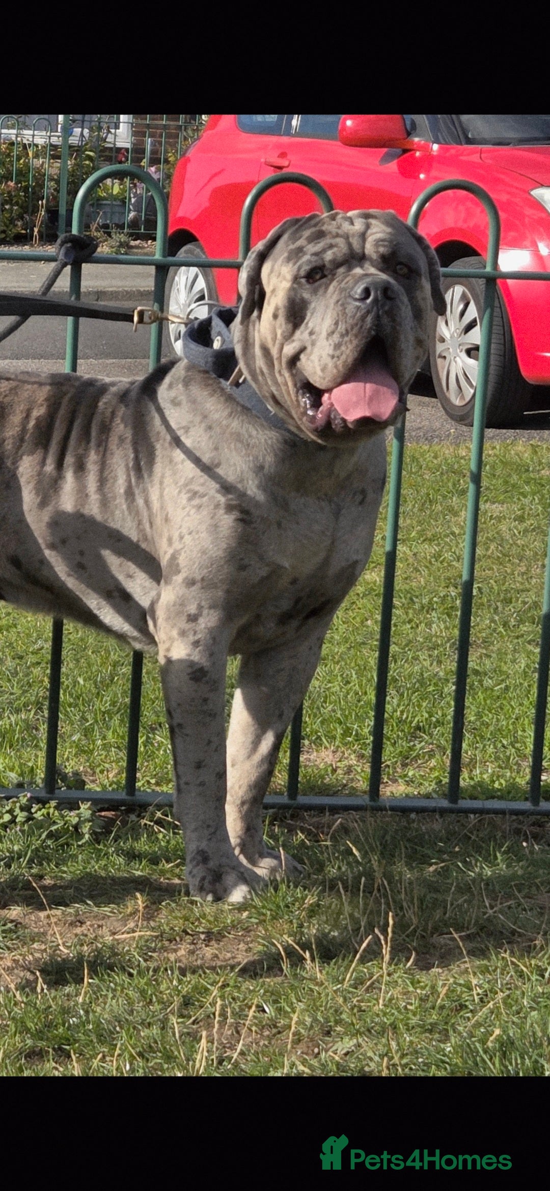 Cane Corso dogs for stud: ‼️CANE CORSO STUD‼️ - Advert 3