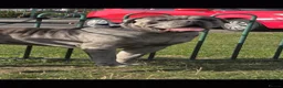 Cane Corso dogs for stud: ‼️CANE CORSO STUD‼️ - Advert 3