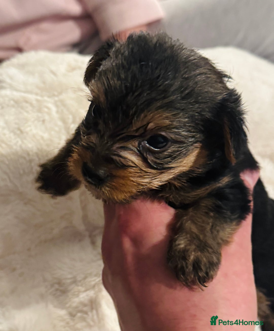 Yorkshire Terrier dogs for sale: Yorkshire Terrier Pups - Advert 2