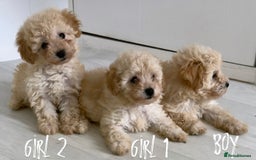 Maltipoo dogs for sale: Tiny Maltipoo Puppies  - Image 2