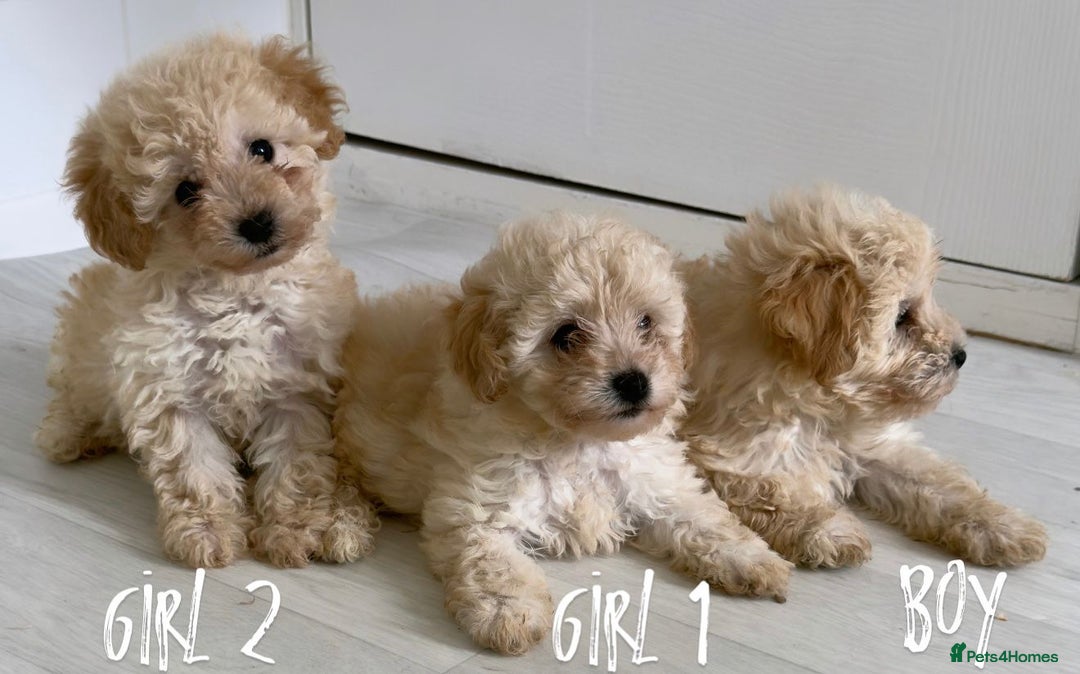 Maltipoo dogs for sale: Tiny Maltipoo Puppies  - Image 2
