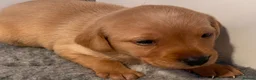 Labrador Retriever dogs for sale: KC REG Yellow/fox red and Black Labrador puppies  - Advert 13