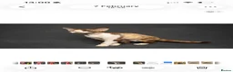 Devon Rex cats for sale: Enchantirex Devon Rex – 2026 Waiting List Now Open - Advert 25
