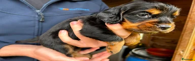 Cocker Spaniel 4