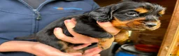 Cocker Spaniel dogs for sale: Champion Bred Litter of Working Cocker Spaniels  - Advert 22