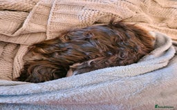 Cockapoo dogs for sale: Chocolate cockapoo - Image 2