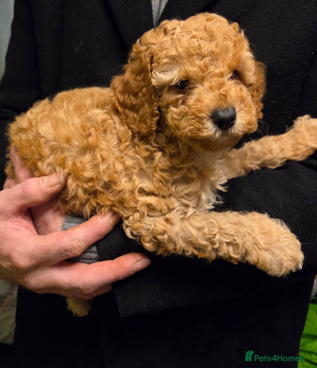 Toy Poodle dogs for sale: Kc reg toy poodles  - Advert 7