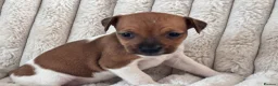 Jack Russell dogs for sale: Smooth coated tan and white jack russels  - Advert 5