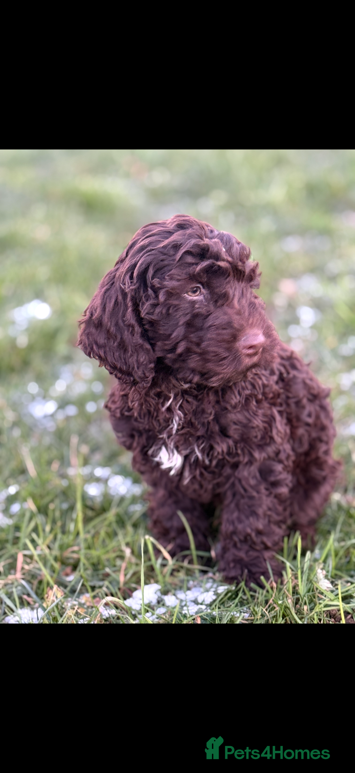 Cockapoo dogs Quality Cockapoo Puppies - Ready Now - Advert 17