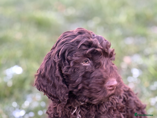 Cockapoo dogs Quality Cockapoo Puppies - Ready Now - Advert 10