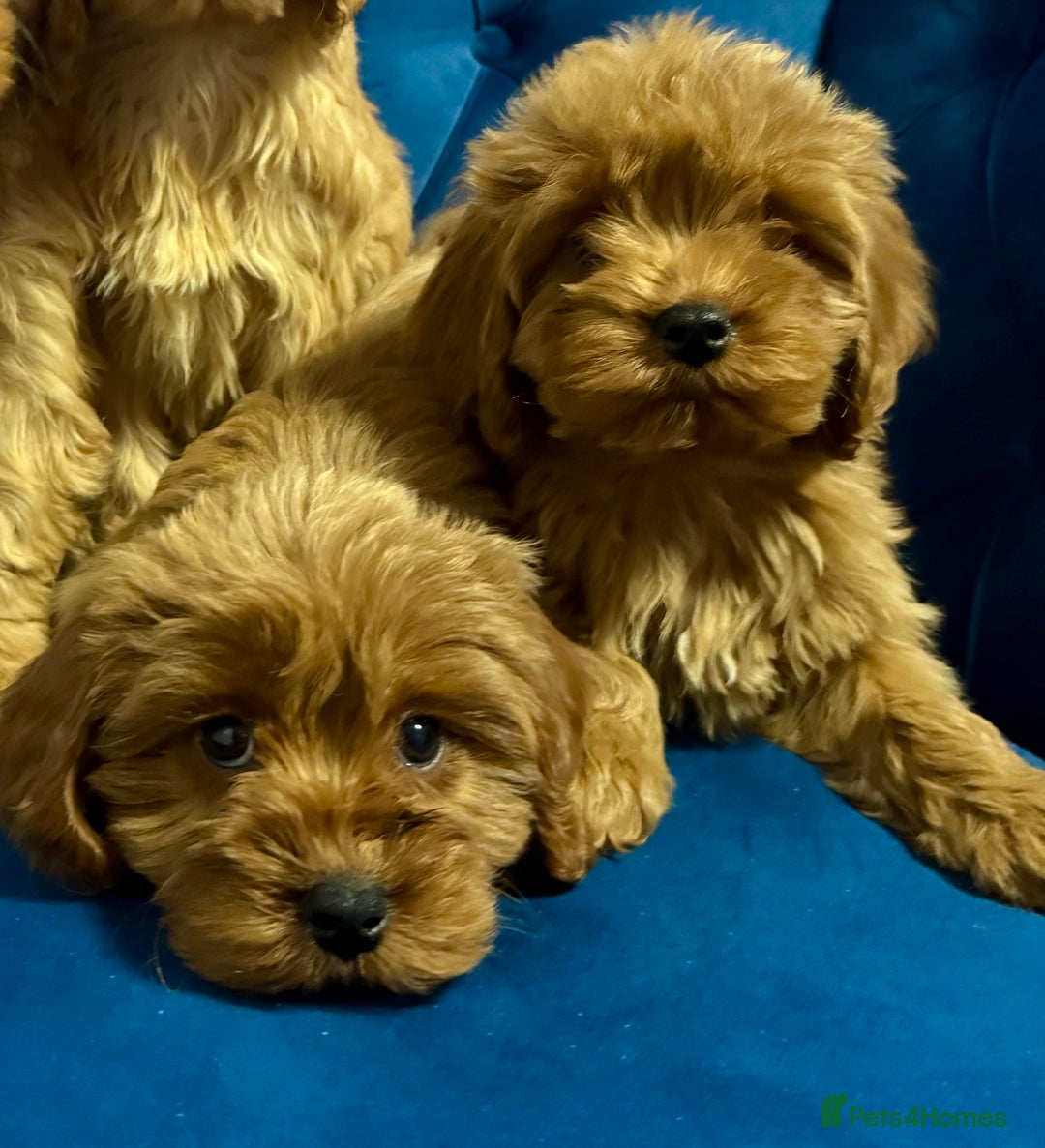 Cavapoo dogs for sale: Ready to go🏡 ONLY girls !  - Image 15