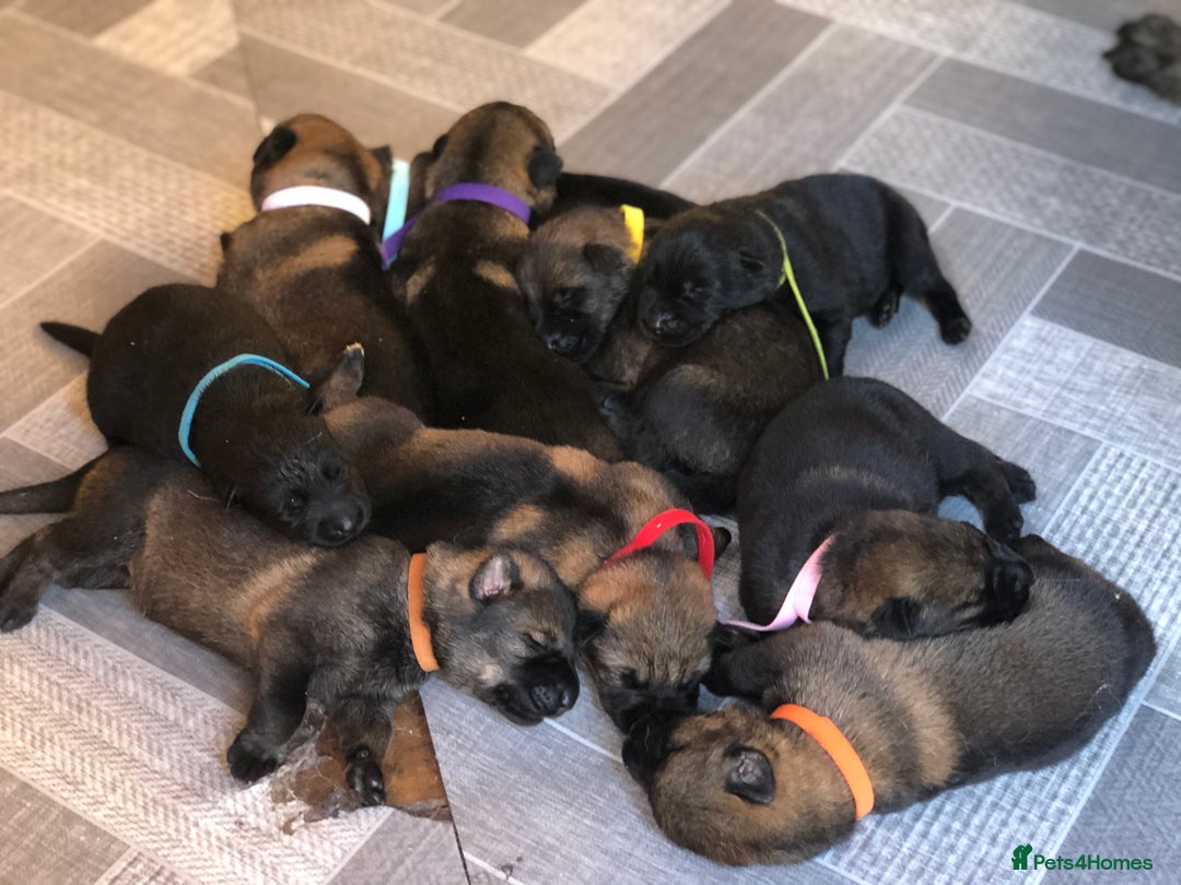 German Shepherd dogs for stud: DDR GERMAN SHEPHERD UP FOR STUD!! - Image 11