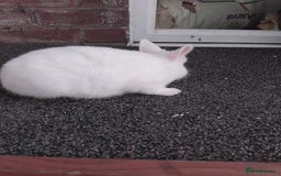 Netherland Dwarf rabbits for sale: Gorgeous netherland dwarfs baby's  - Image 2