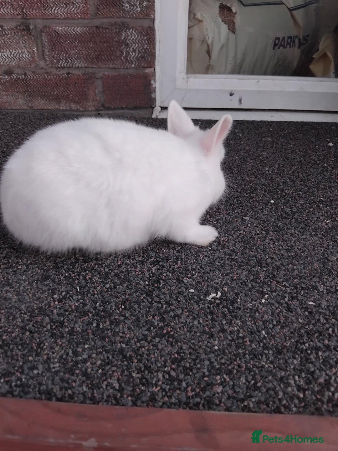 Netherland Dwarf rabbits for sale: Gorgeous netherland dwarfs baby's  - Image 2