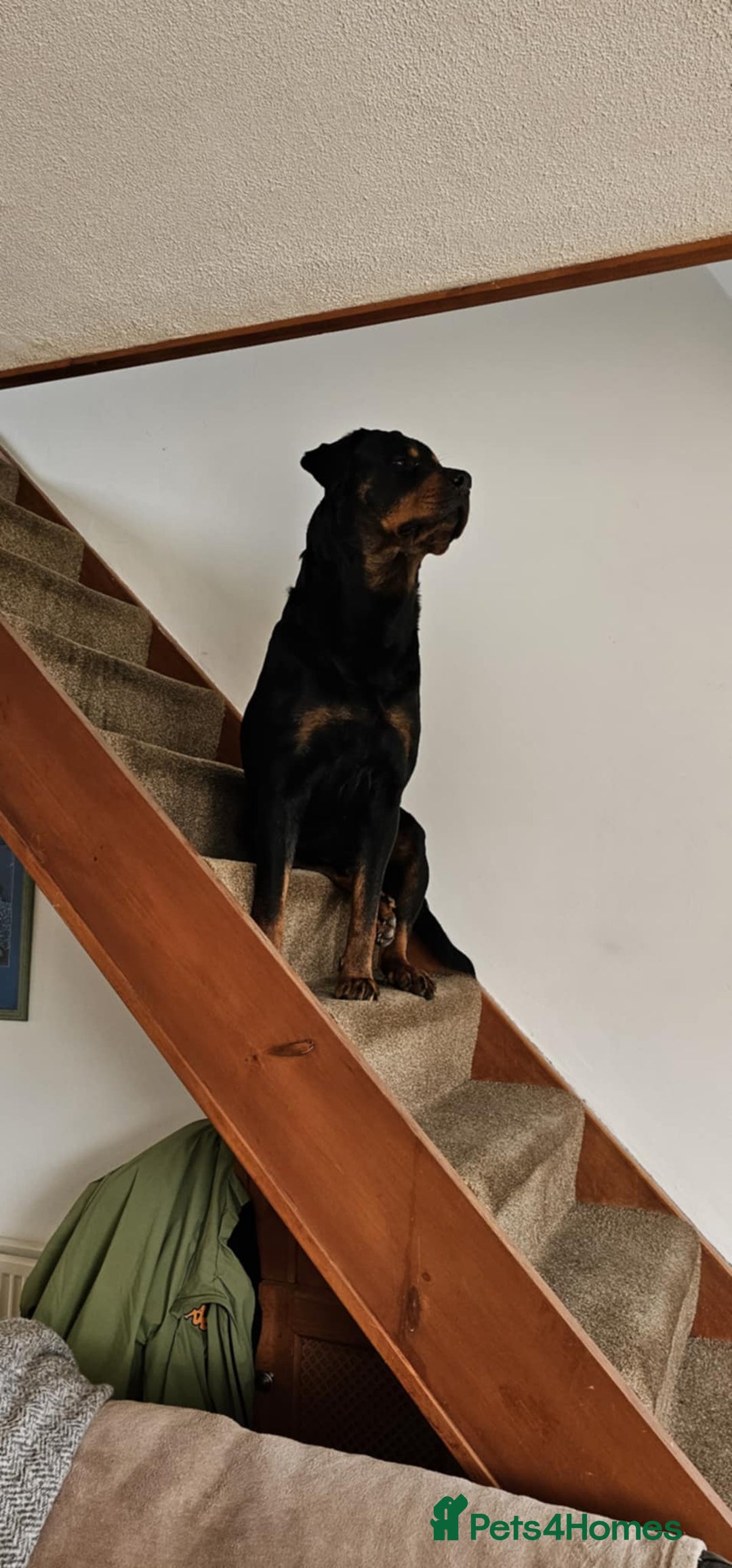 Mixed Breed dogs for sale: Mastiff x Rottweiler  - Image 16