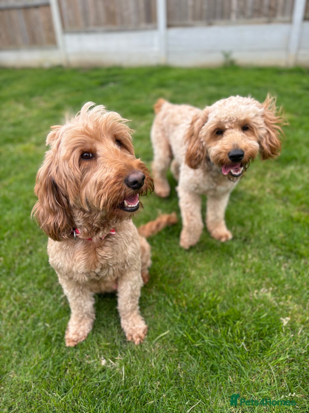 Mini Goldendoodle dogs for sale: F2 mini golden doodle puppies.  - Image 11