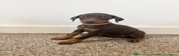 Dobermann dogs for stud: King Zeus-Proven Stud - Advert 3