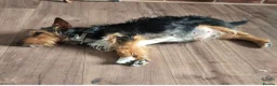 Mixed Breed dogs for sale: Puppies shitzu/bichon jRussell Yorkshire terrier - Advert 1