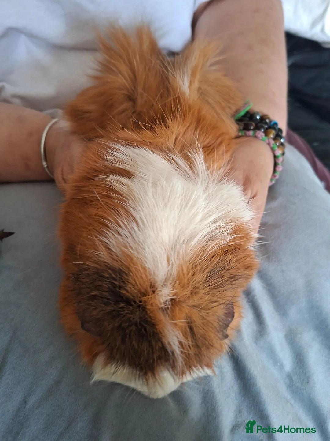 Guinea Pig rodents for sale: Male guinea pig - Advert 2