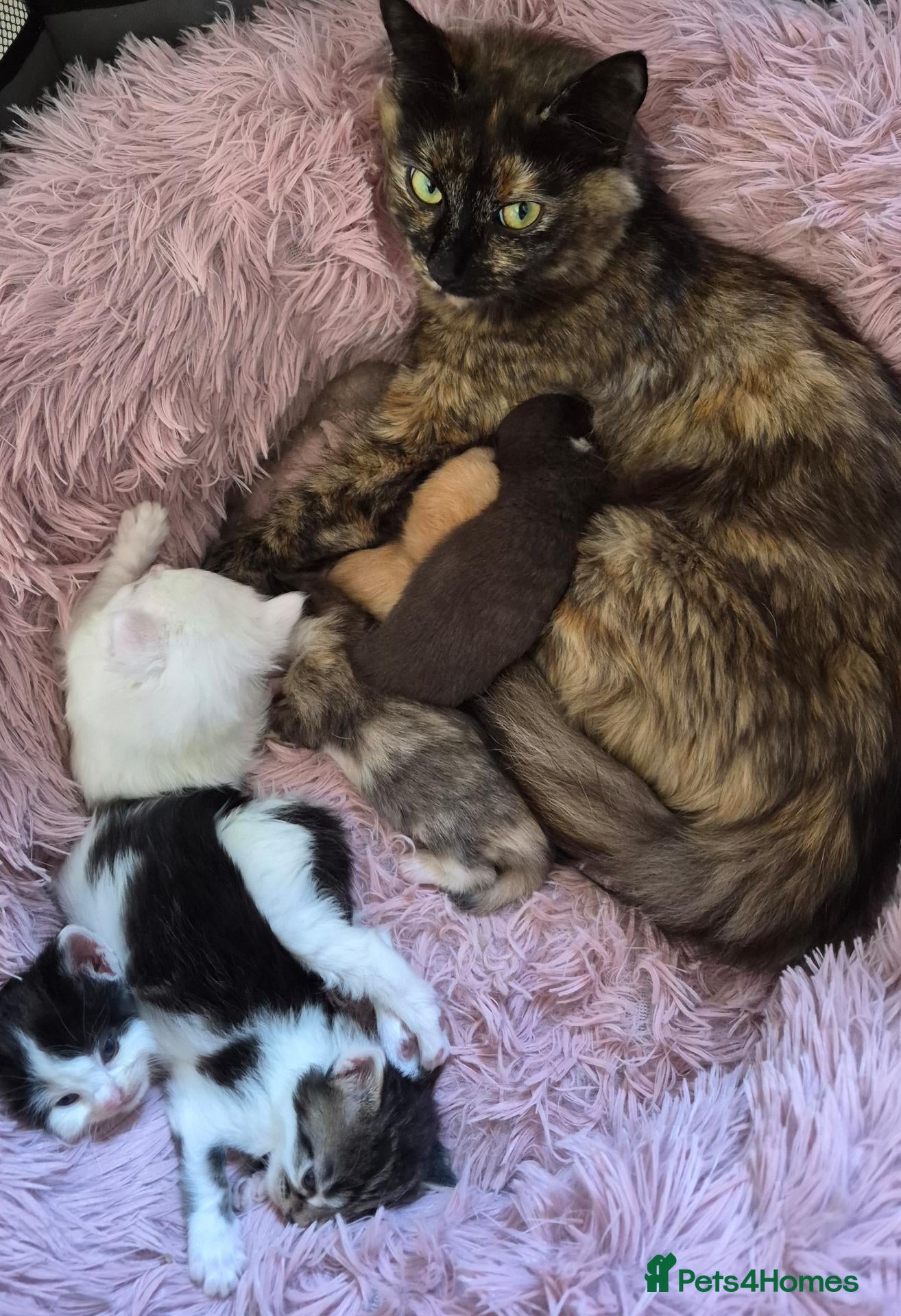 Ragcoon cats Beautiful ragdoll cross maincoones for sale! - Advert 4
