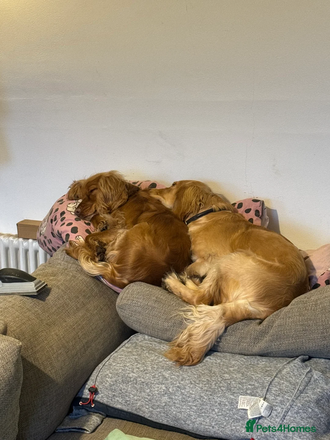 Cocker Spaniel dogs for stud: KC Reg Health Tested Show Cocker Spaniel for Stud in Reading - Advert 9