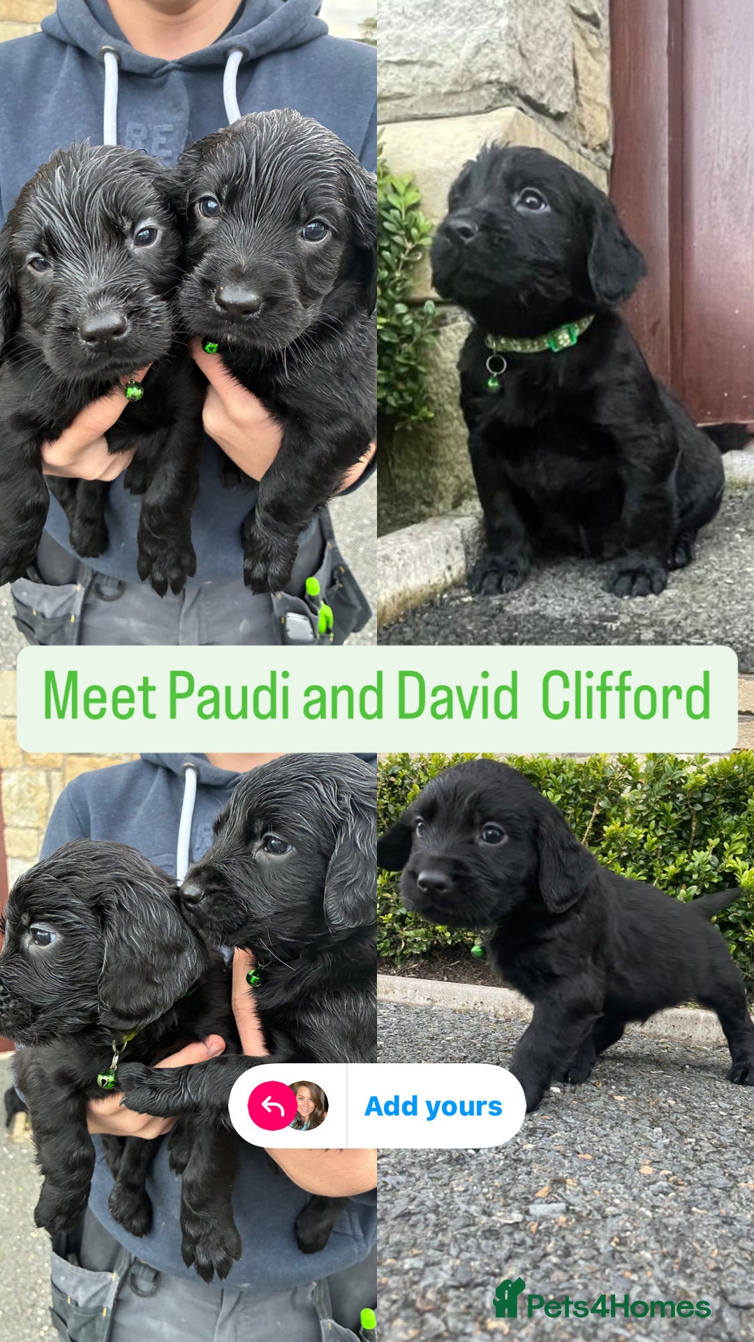 Mixed Breed dogs for sale: Golden retriever / border terrior mix  - Image 11