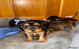 Cocker Spaniel dogs for sale: Beautiful show type cocker spaniel puppies  - Image 28
