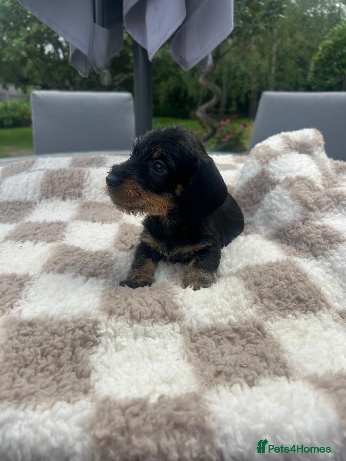 Miniature Dachshund dogs  🐾 Adorable Miniature Dachshund Puppies 🐾 - Advert 2